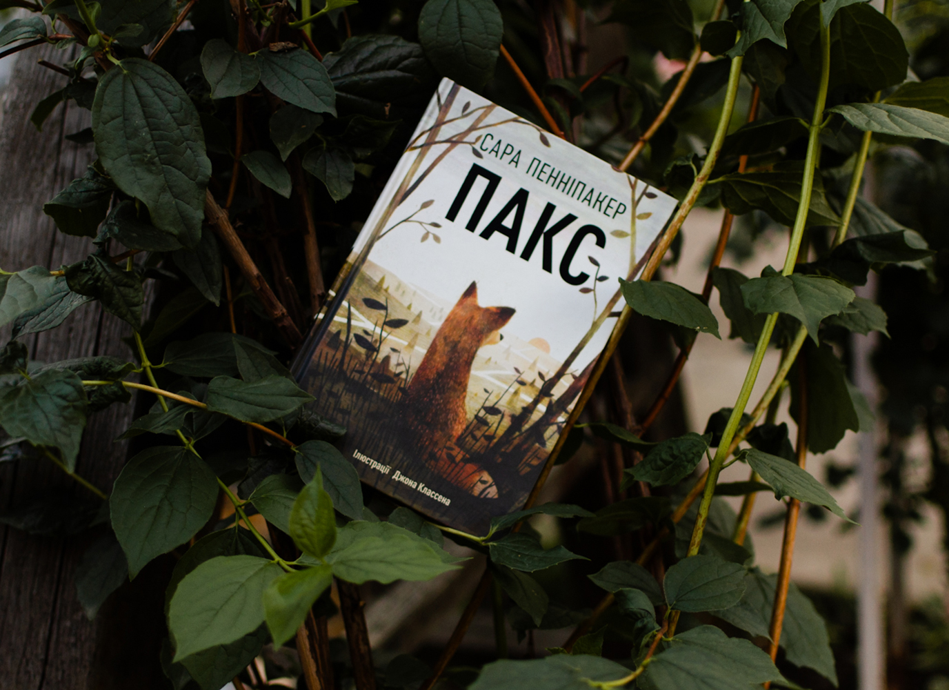 Уривок з підліткової історії «Пакс»  Сари Пенніпакер